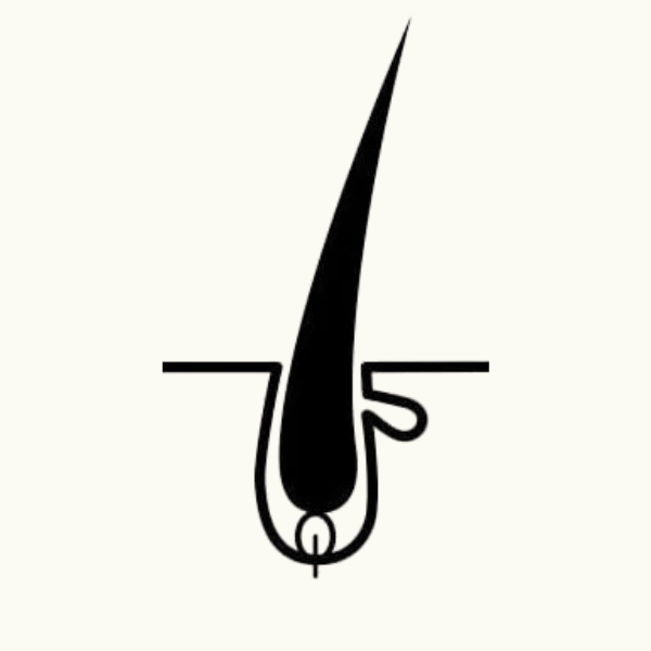  1. Anagen (The Growth Phase) 