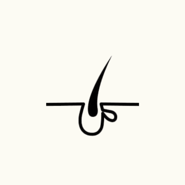  3. Telogen (The Resting & Shedding Phase) 